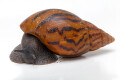 Achatina achatina Benin, semiadult